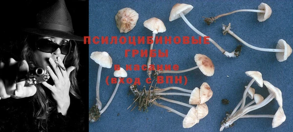 прущие грибы Абаза